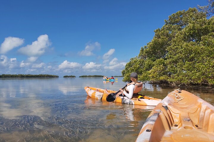 Esperienza in kayak nelle mangrovie dell'isola di Holbox