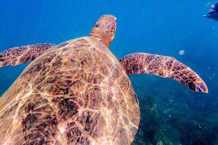 Excursão de dia inteiro à Ilha Floreana, incluindo caminhada e mergulho com snorkel