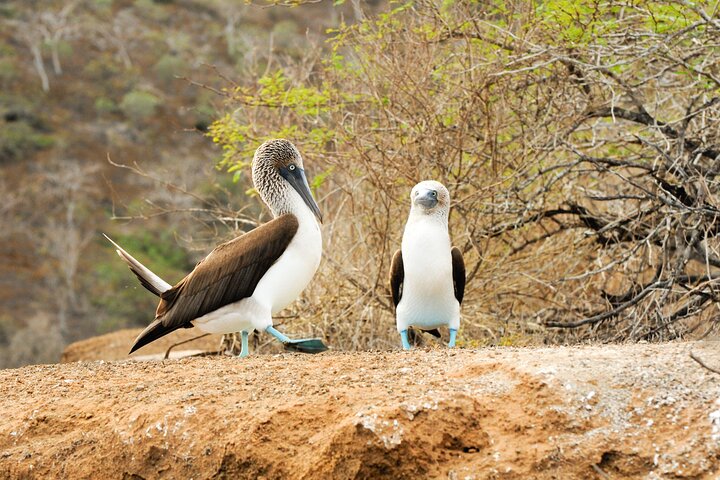 Excursão de dia inteiro à Ilha Floreana, incluindo caminhada e mergulho com snorkel