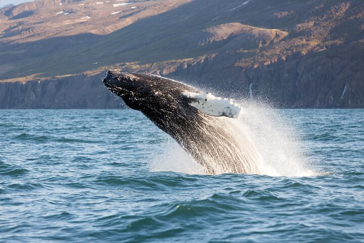 Grandes Baleines & Macareux Tour en bateau RIB au départ de Húsavík