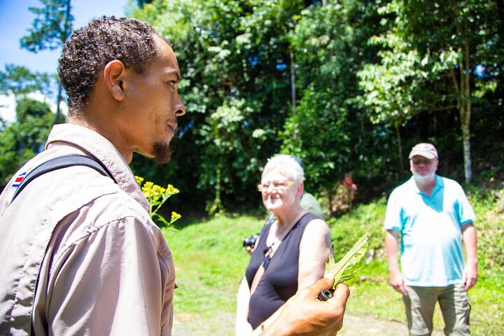 Veragua Rainforest Walk, Tram & Tortuguero Boat Tour. Limon Shore Excursion