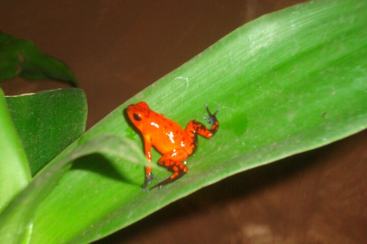 Veragua Rainforest Walk, Tram & Tortuguero Boat Tour. Limon Shore Excursion
