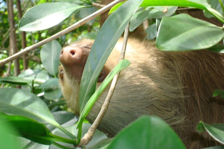Veragua Rainforest Walk, Tram & Tortuguero Boat Tour. Limon Shore Excursion
