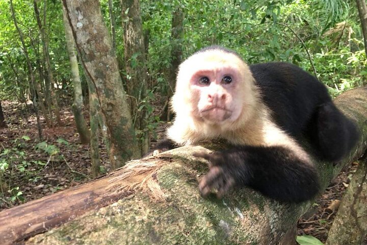 Veragua Rainforest Walk, Tram & Tortuguero Boat Tour. Limon Shore Excursion