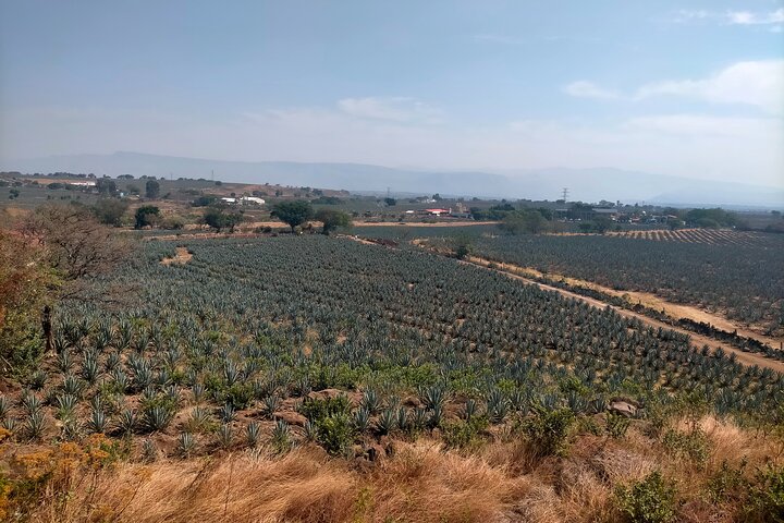 José Cuervo Tequila Tour & Agave Champs au départ de Guadalajara