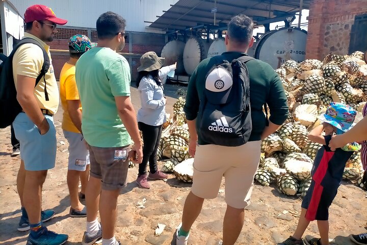 José Cuervo Tequila Tour & Agave Champs au départ de Guadalajara