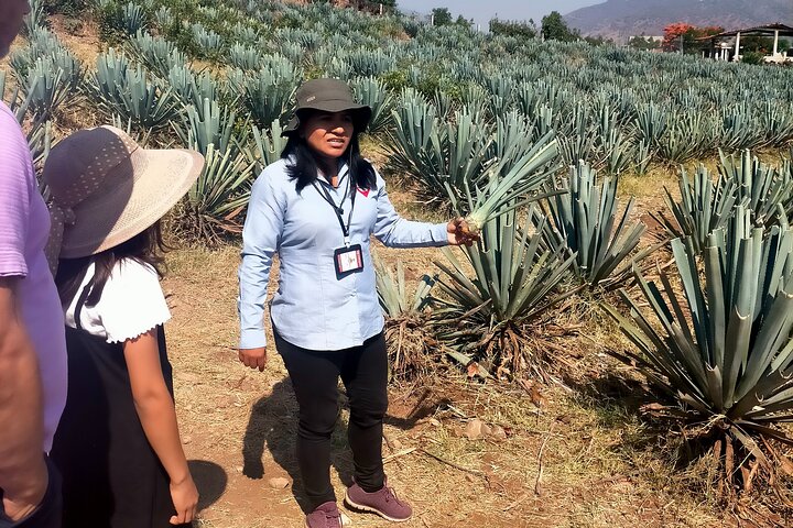 José Cuervo Tequila Tour & Agave Champs au départ de Guadalajara
