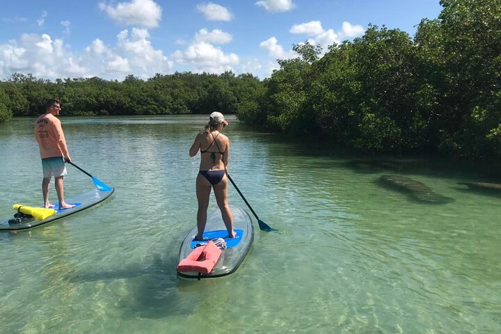 EcoTour guidato dell'isola: kayak CLEAR/Standard, SUP - Bonita Springs