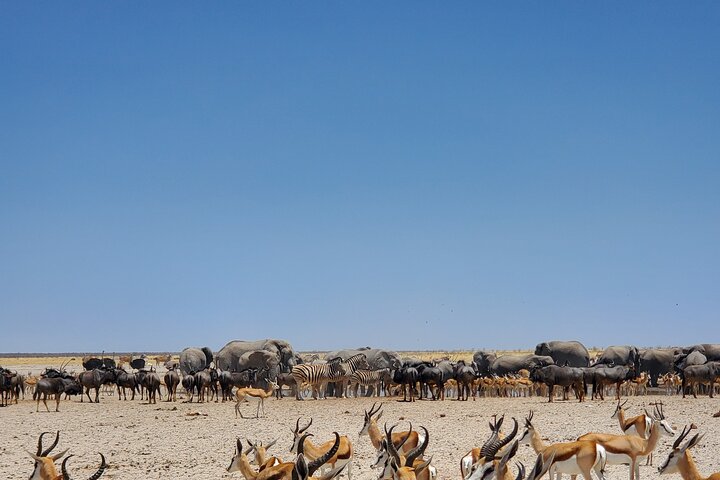 Safari no parque nacional de Etosha com guias profissionais nascidos em Etosha.