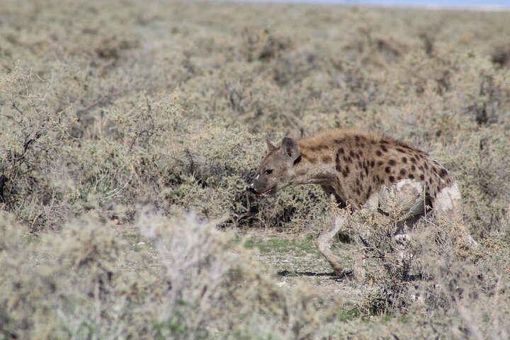 Safari no parque nacional de Etosha com guias profissionais nascidos em Etosha.
