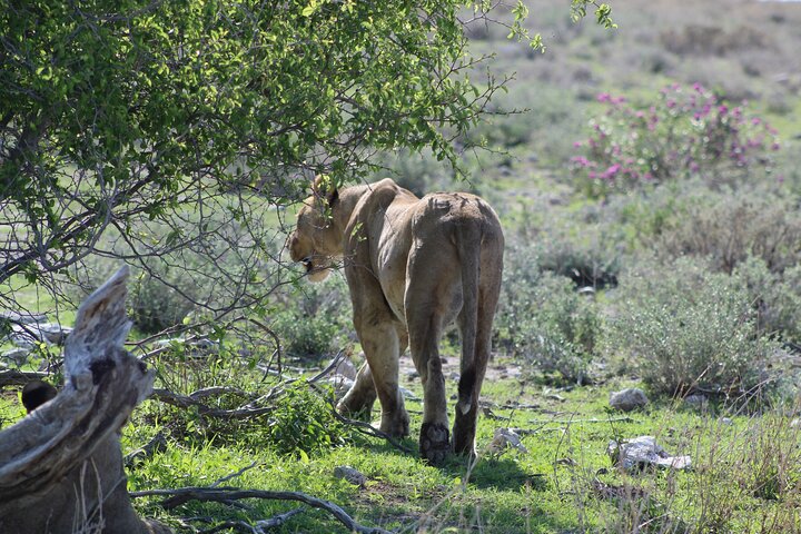 Safari no parque nacional de Etosha com guias profissionais nascidos em Etosha.