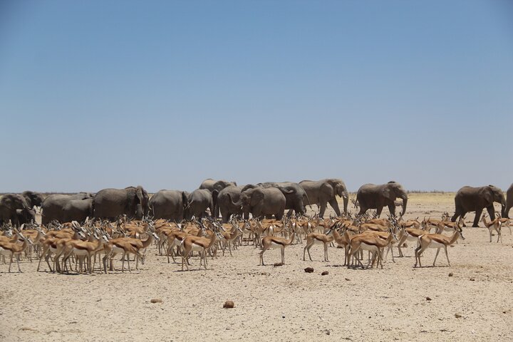 Safari no parque nacional de Etosha com guias profissionais nascidos em Etosha.