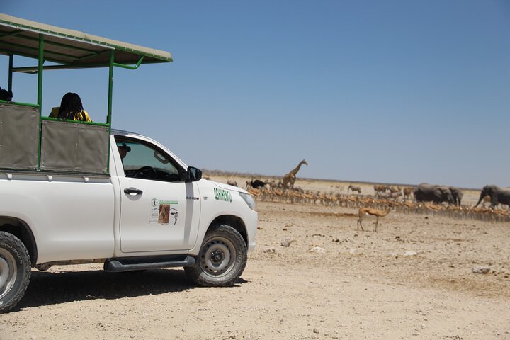 Safari no parque nacional de Etosha com guias profissionais nascidos em Etosha.