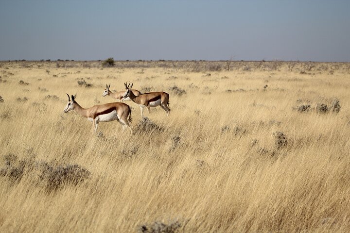 Safari no parque nacional de Etosha com guias profissionais nascidos em Etosha.