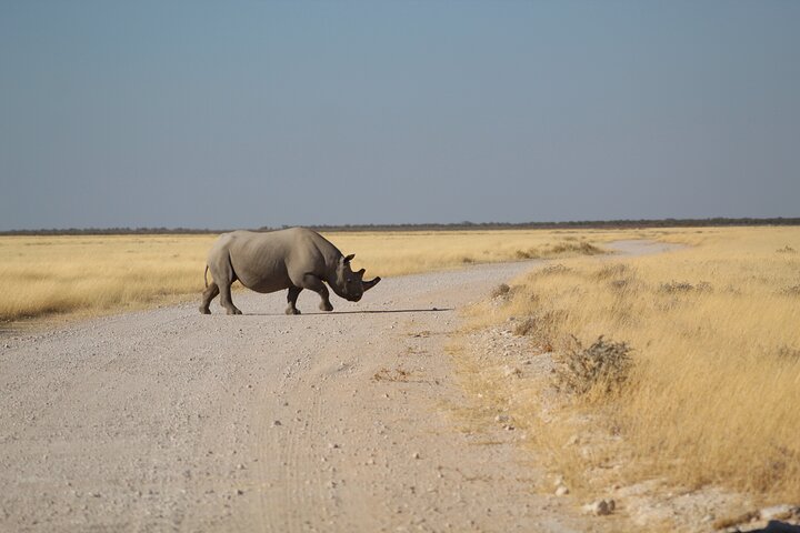 Safari no parque nacional de Etosha com guias profissionais nascidos em Etosha.