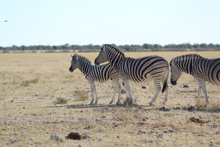 Safari no parque nacional de Etosha com guias profissionais nascidos em Etosha.