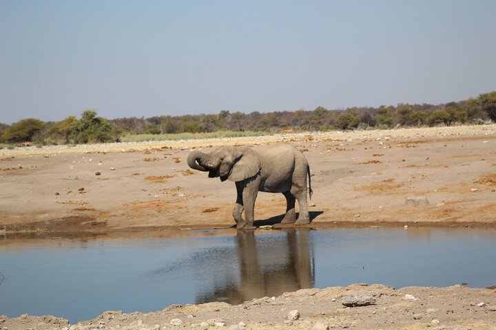 Safari no parque nacional de Etosha com guias profissionais nascidos em Etosha.