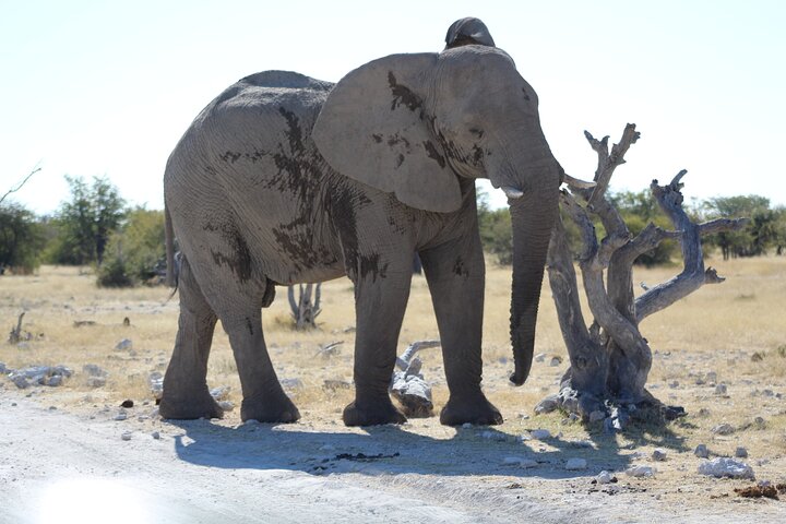 Safari no parque nacional de Etosha com guias profissionais nascidos em Etosha.