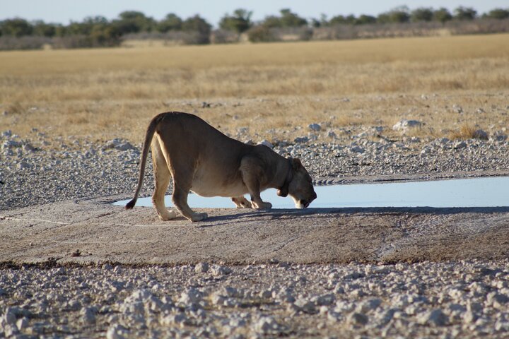 Safari no parque nacional de Etosha com guias profissionais nascidos em Etosha.