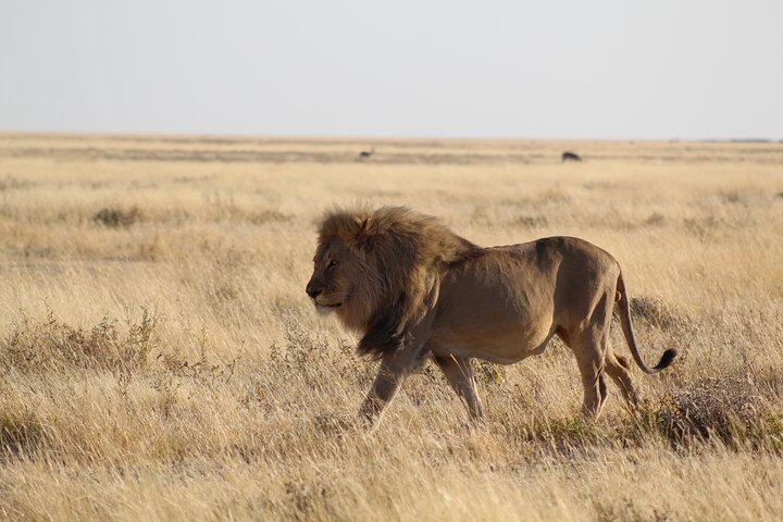 Safari no parque nacional de Etosha com guias profissionais nascidos em Etosha.