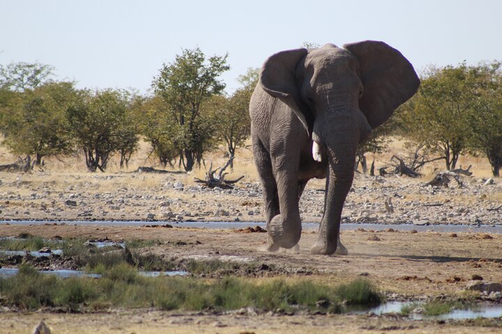 Safari no parque nacional de Etosha com guias profissionais nascidos em Etosha.