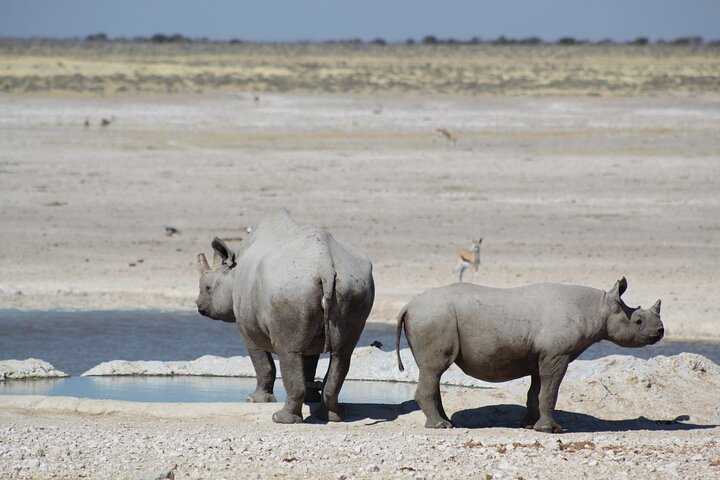 Safari no parque nacional de Etosha com guias profissionais nascidos em Etosha.