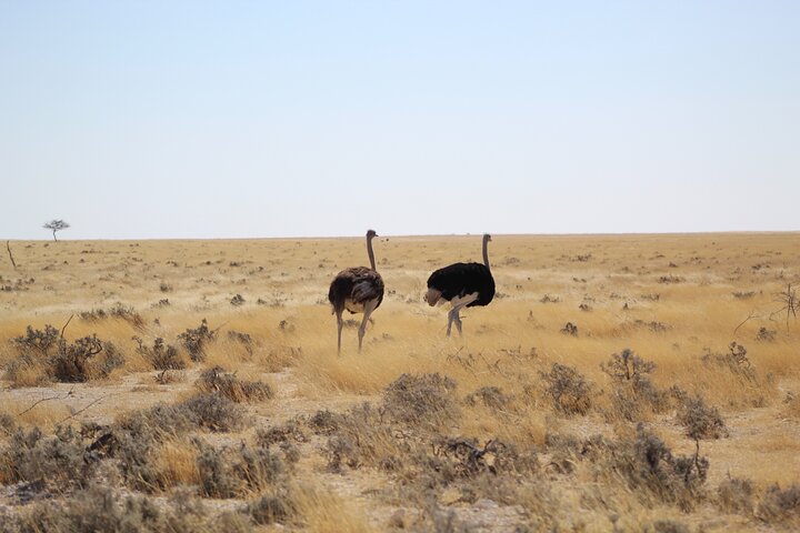 Safari no parque nacional de Etosha com guias profissionais nascidos em Etosha.