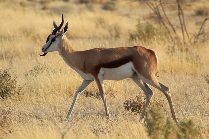 Safari no parque nacional de Etosha com guias profissionais nascidos em Etosha.