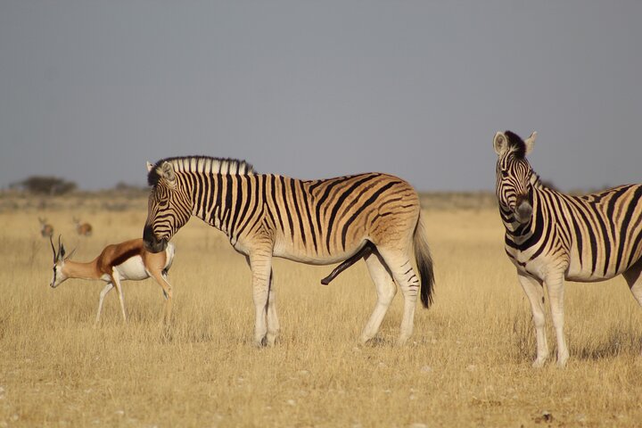 Safari no parque nacional de Etosha com guias profissionais nascidos em Etosha.