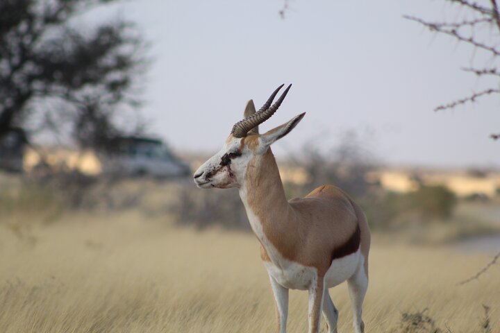 Safari no parque nacional de Etosha com guias profissionais nascidos em Etosha.