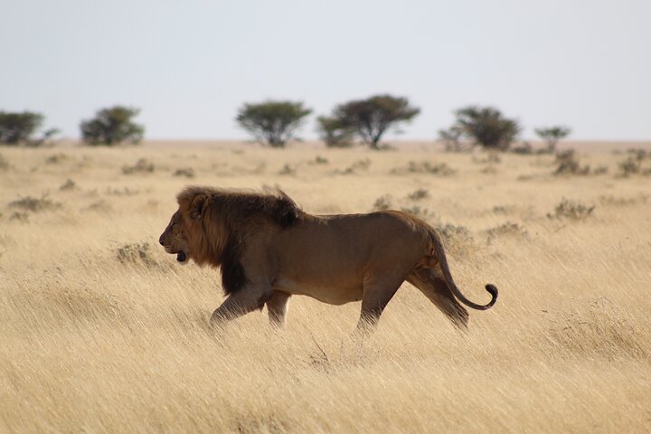 Safari no parque nacional de Etosha com guias profissionais nascidos em Etosha.