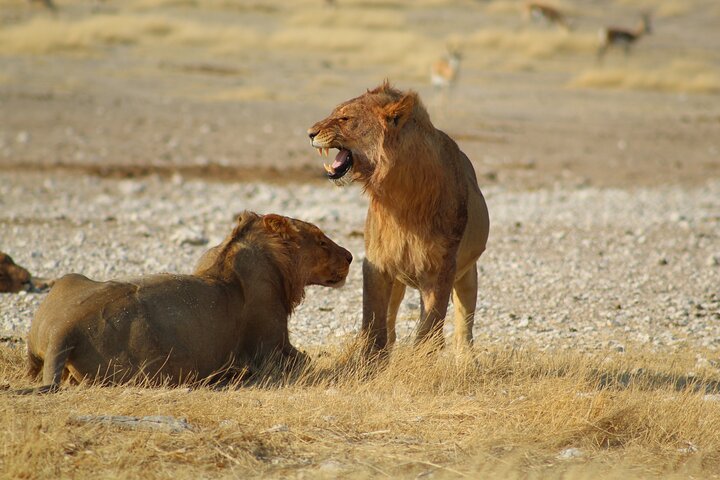 Safari no parque nacional de Etosha com guias profissionais nascidos em Etosha.