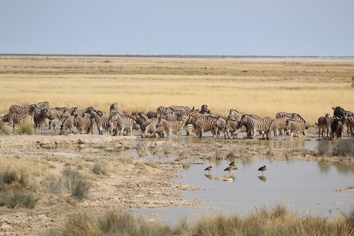 Safari no parque nacional de Etosha com guias profissionais nascidos em Etosha.