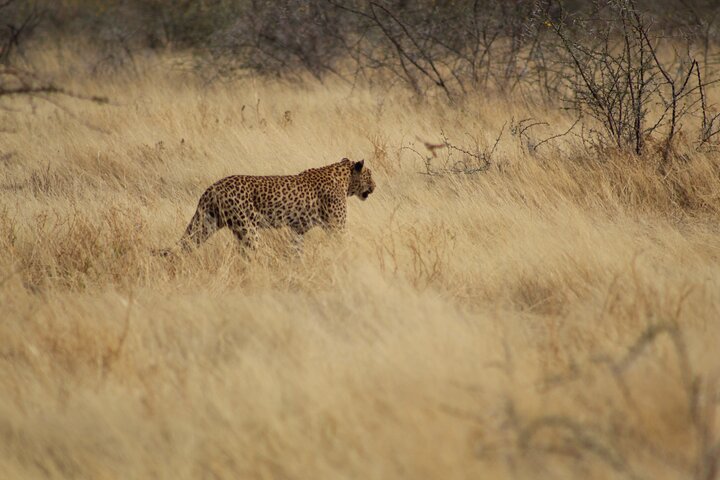Safari no parque nacional de Etosha com guias profissionais nascidos em Etosha.
