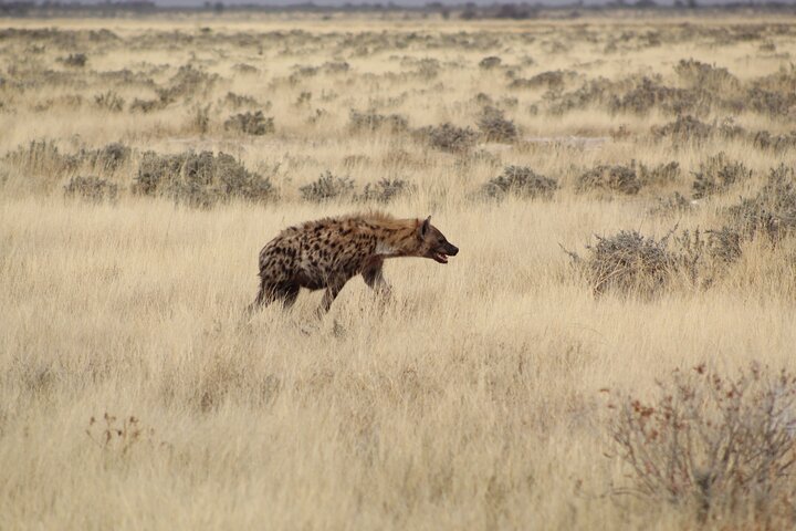 Safari no parque nacional de Etosha com guias profissionais nascidos em Etosha.