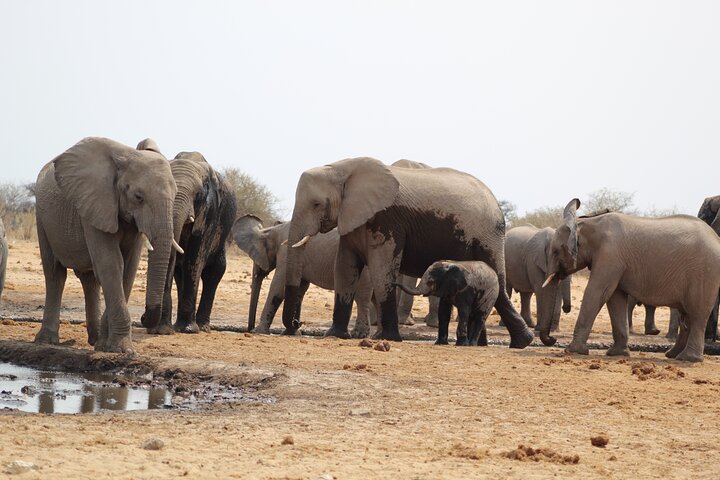 Safari no parque nacional de Etosha com guias profissionais nascidos em Etosha.