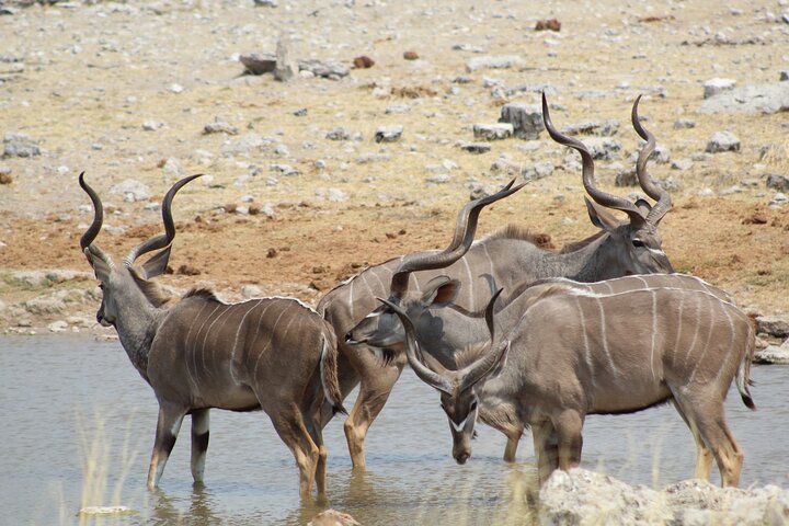 Safari no parque nacional de Etosha com guias profissionais nascidos em Etosha.