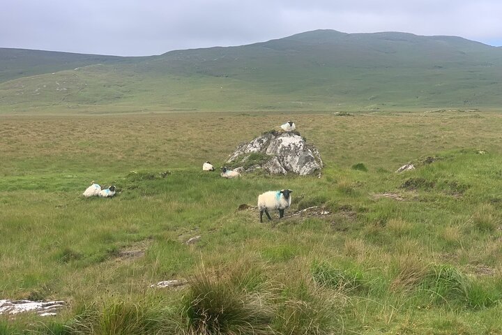Private Luxus-Führung durch Connemara ab Westport oder Ballina