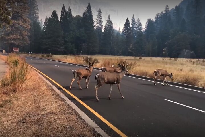 San Francisco, Yosemite & 17 - Mile Drive 3 - Tour di un giorno da LA