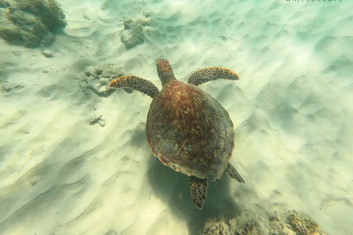 Snorkel & Whitehaven Beach Eco Cruise, Lunch | Från Airlie Beach