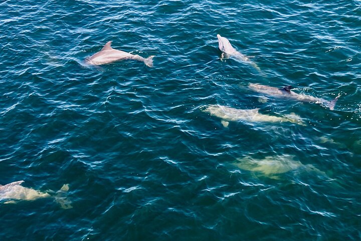 Frisky Meerjungfrau Delfin + Sightseeing Kreuzfahrt in Pensacola Beach