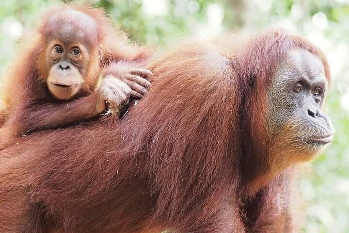 Monkey Business 3 dagen - 2 nachten Jungle trekking (inclusief raften)