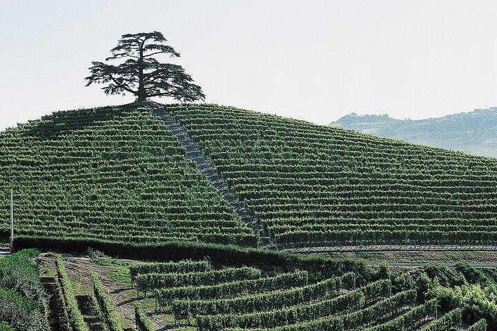 Tour Privado: Degustação de Vinhos Barolo na área de Langhe a partir de Turim