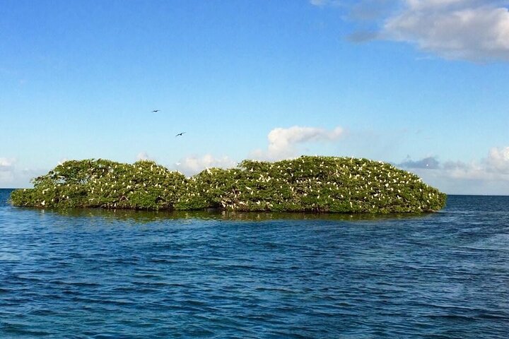 Boat trip visit Mangroves, islets and lagoon