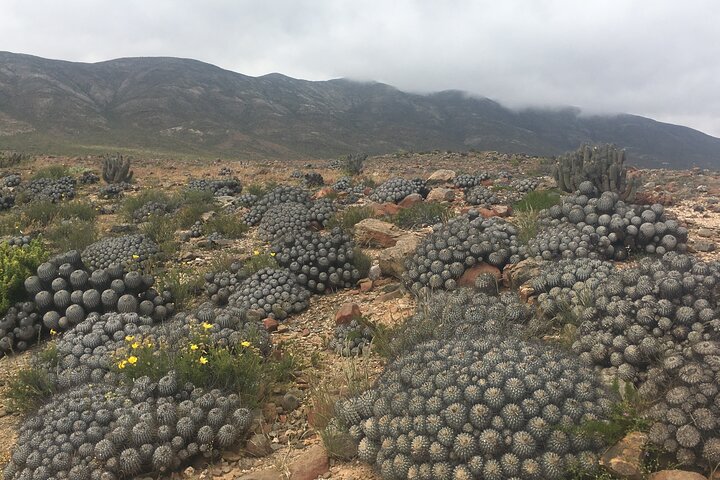 Parcs nationaux du Pain de Sucre et des Plaines de Challé depuis La Serena