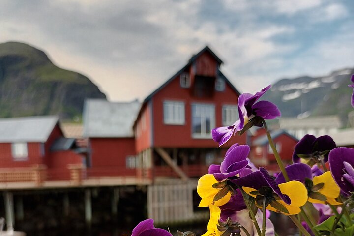 Visite privée VIP des Lofoten au départ de la ville/du port de Leknes
