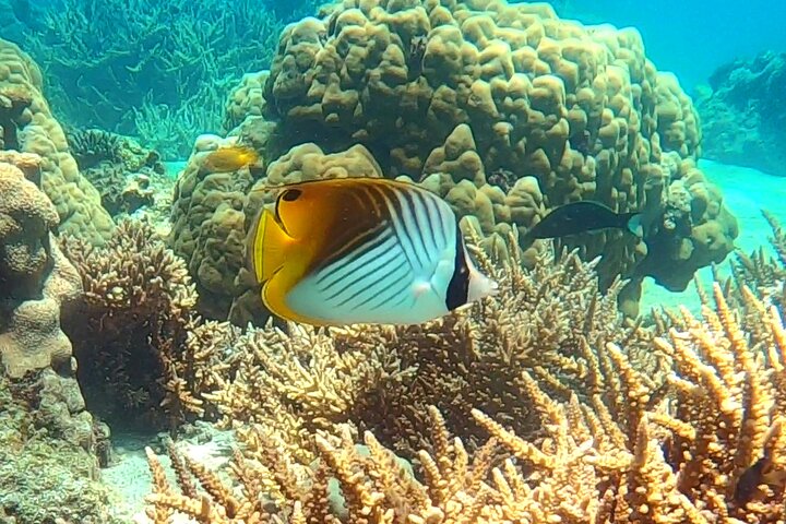 Excursão privada exclusiva de dia inteiro à Reserva Marinha Nosy Tanikely