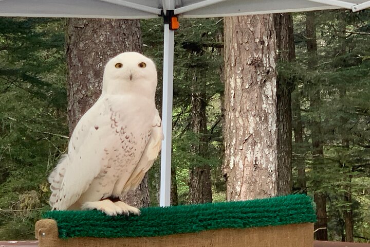 Simplemente increíble Tour de Sitka: Fortaleza del oso, Alaska Raptor y tótems