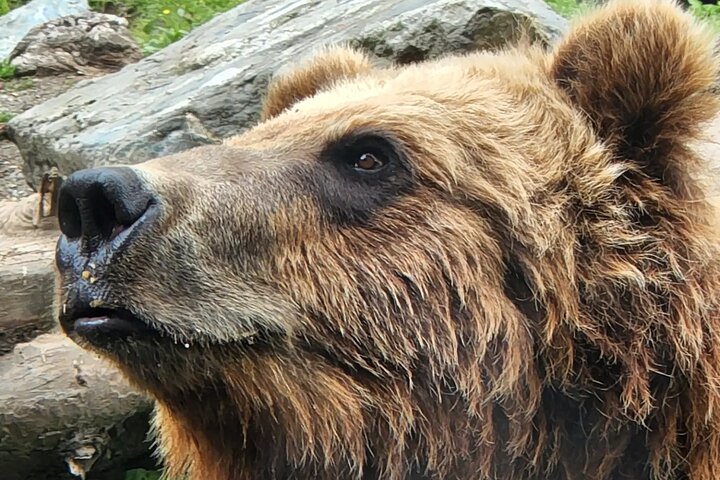 Simplemente increíble Tour de Sitka: Fortaleza del oso, Alaska Raptor y tótems
