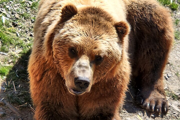 Simplemente increíble Tour de Sitka: Fortaleza del oso, Alaska Raptor y tótems